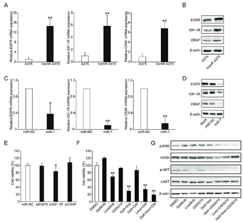 Mir 7 Suppresses The Expressions Of Egfr Igf 1r And Craf That Are