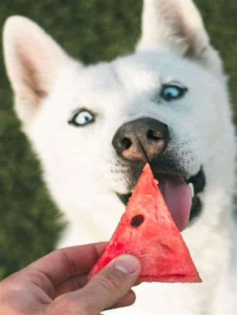 Cachorro Pode Comer Fruta Confira Que S O Liberadas Para O Peludo