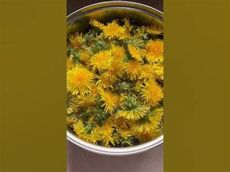Чай из одуванчика своими руками. Как заготовить чай из одуванчиков ...