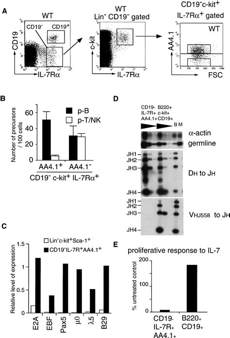 The Earliest Stages Of B Cell Development Require A Chemokine Stromal