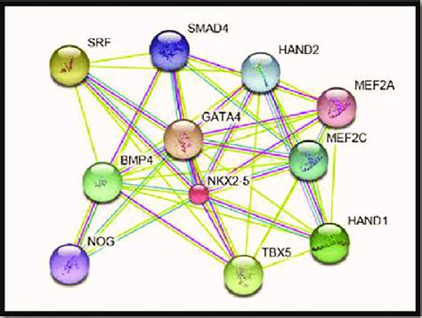 Protein Protein Interaction Network Of Nkx2 5 Download Scientific Diagram