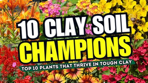 Clay Soil Champions Top Plants That Thrive In Tough Clay