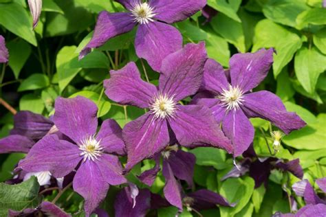 Clematis: Experten-Tipps zum Pflanzen & Pflegen - Plantura