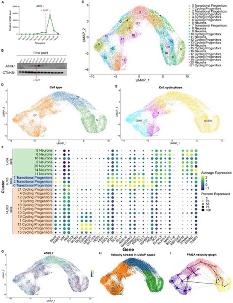 Ascl Mrna Expression Marks A Transitional Cell Population Bridging