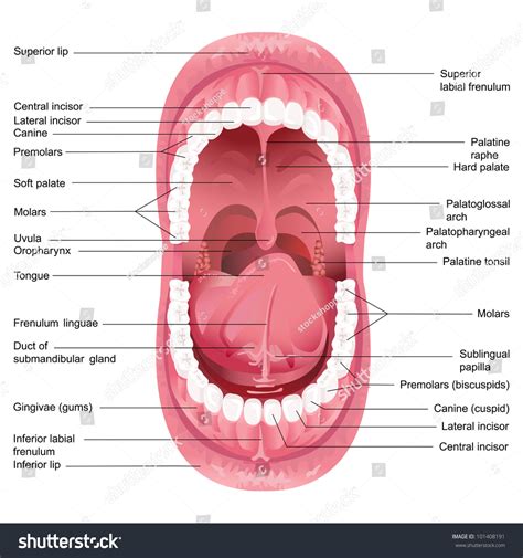 9,067 Tongue Anatomy Images, Stock Photos & Vectors | Shutterstock