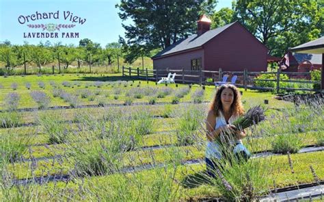 The Dreamy Lavender Farm In New Jersey You Ll Want To Visit This Spring