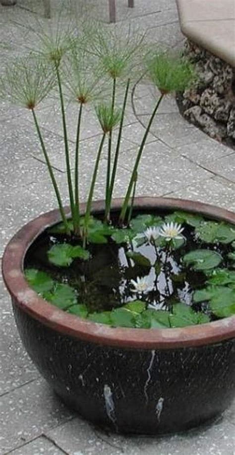 13 Peaceful DIY Container Water Garden Ideas For Container Gardeners | Balcony Garden Web