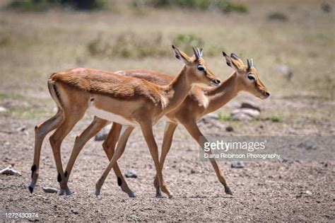 Gazelle Horns Photos and Premium High Res Pictures - Getty Images