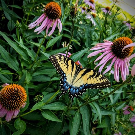 Butterfly Photography Save Our Monarchs