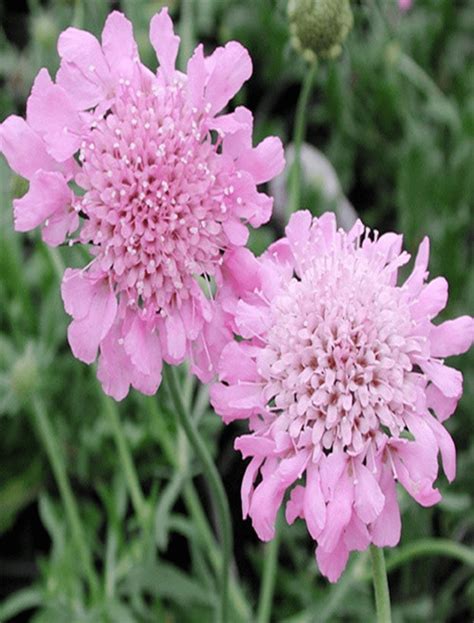 Potted 1 Litre Scabiosa Pink Mist Pincushion Flower Or Scabious