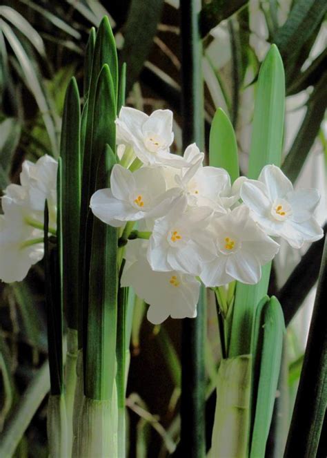 How To Force Paperwhites Hgtv