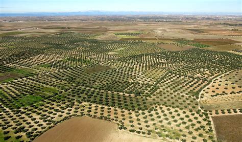 Stunning Local Olive Grove Tour In English Proyecto Los Aires