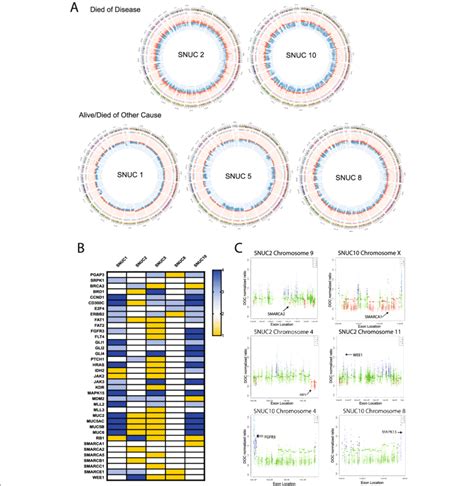 Copy Number Variation CNV Analysis A Circos Plots Depicting Copy