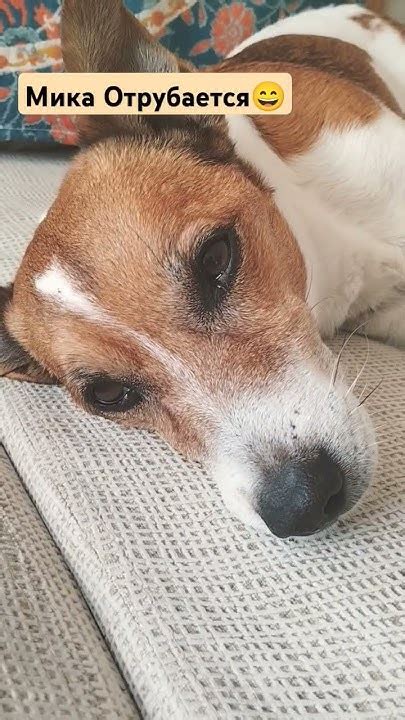 мика пытается, НО... #собака #влоги #джекрассел - YouTube