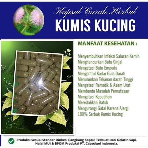 Jual Kapsul Herbal Serbuk Kumis Kucing Isi 100 Pcs Obat Herbal