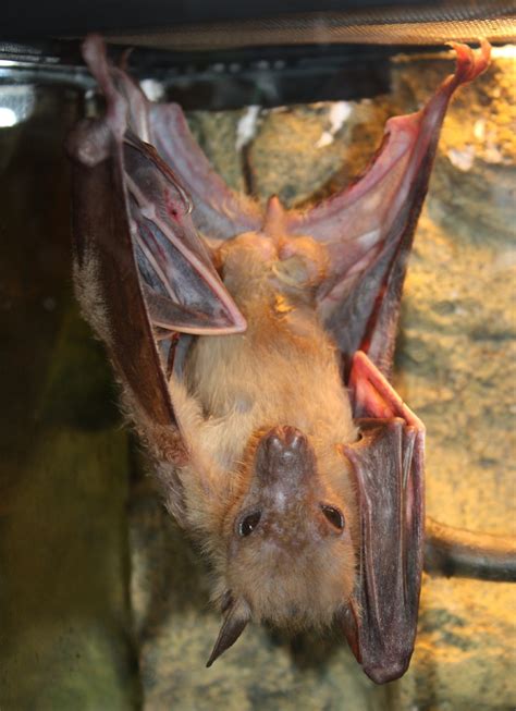 Индийская летучая лисица (Pteropus giganteus) - Picture Bird