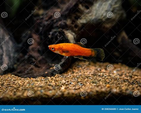 High Fin Red Wag Platy Xiphophorus Maculatus Mickey Mouse Platy