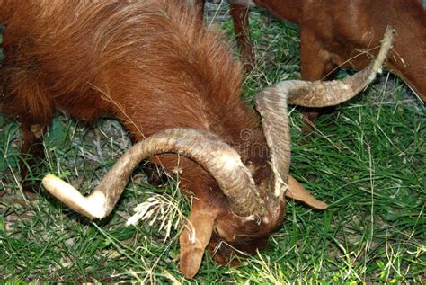 Rams Heads With Horns Spain Stock Photo Image Of Rams Western