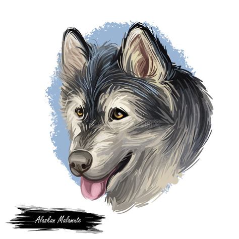 Alaskan Sled Dogs Stock Illustration Illustration Of Malamute 37270370