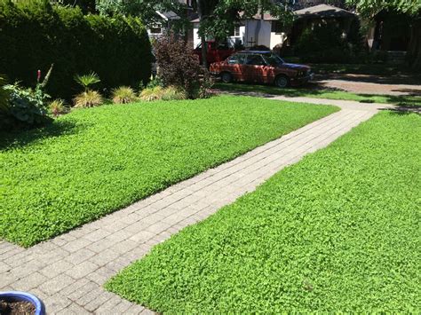 Micro clover - Lawn alternative - Level Ground Landscape