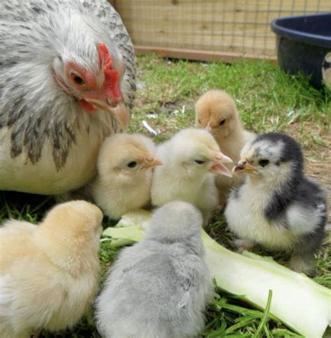 Pekin Bantam Chicks (unsexed) - Heritage Poultry and Produce