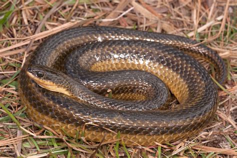 Striped Swampsnake Florida Snake Id Guide