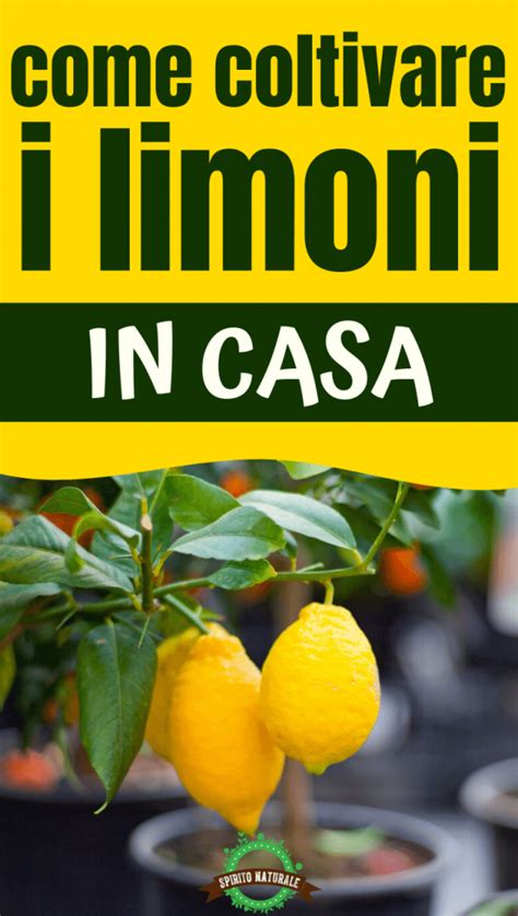 Come Coltivare Limoni In Casa E Far Crescere Facilmente Un Albero