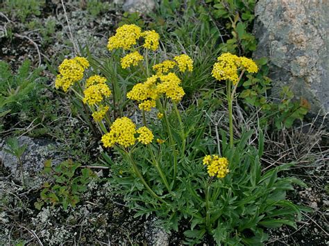 Patrinia intermedia - Изображение особи - Плантариум