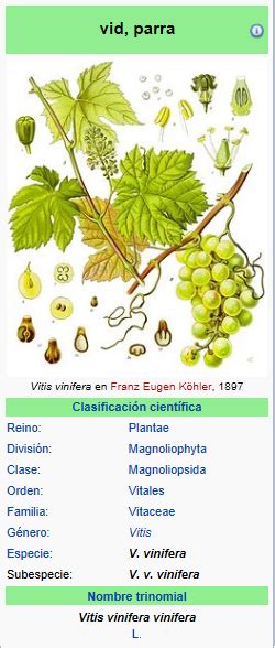 El Vino VITIS VINIFERA