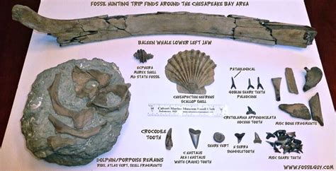 Finding Whale Fossils Along The Calvert Cliffs