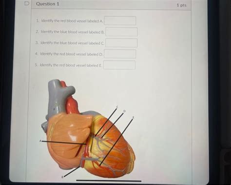 Solved Identify The Red Blood Vessel Labeled A Chegg