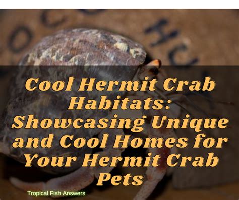 Cool Hermit Crab Habitats Tropical Fish Answers