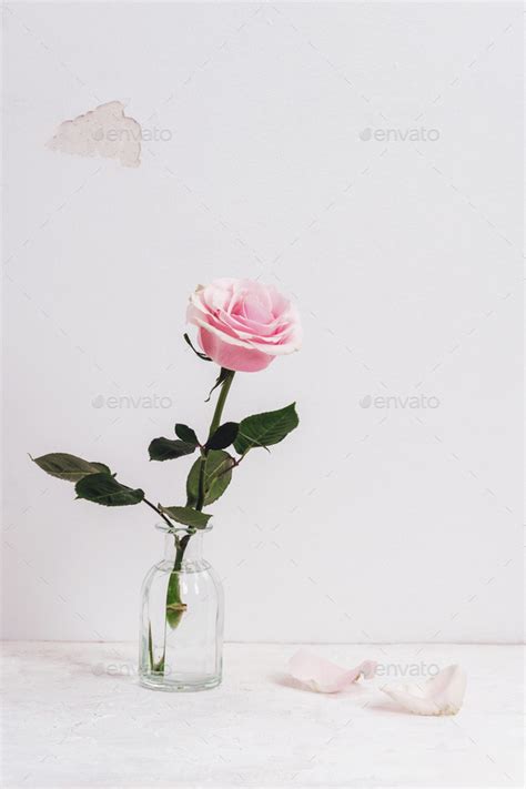 Pink Rose In Glass Vase Against The Backdrop Of A Shabby White Wall