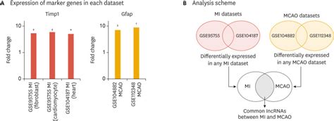 Discovery And Functional Prediction Of Long Non Coding Rnas Common To