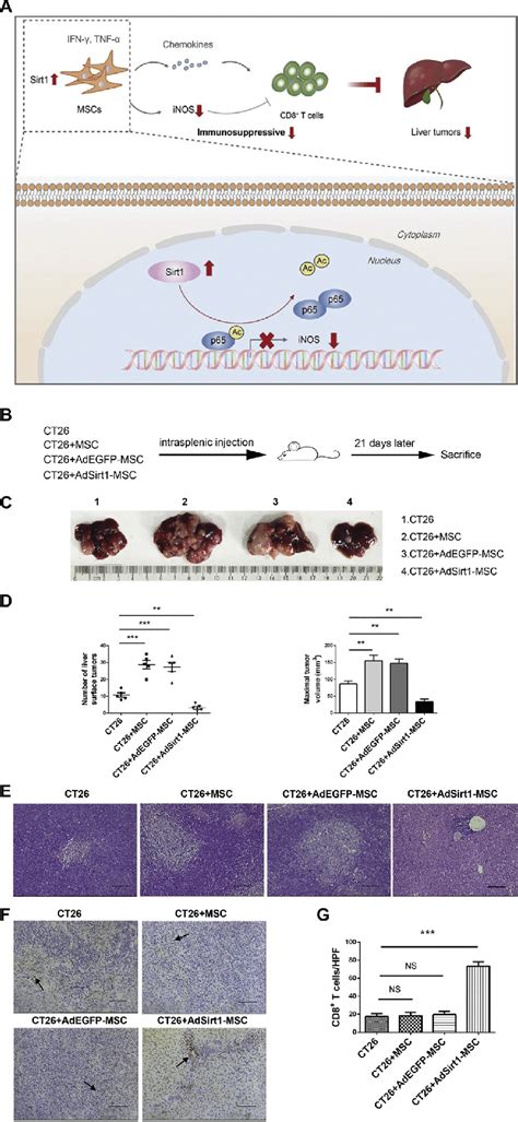 Induced Pro Inflammatory Capacity Of Mscs To Modulate The Tme For Tumor