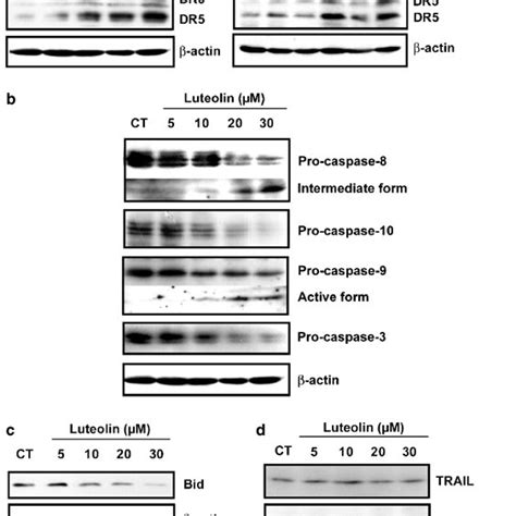 Luteolin Induces Apoptosis In Hela Cells A Effect Of Luteolin On