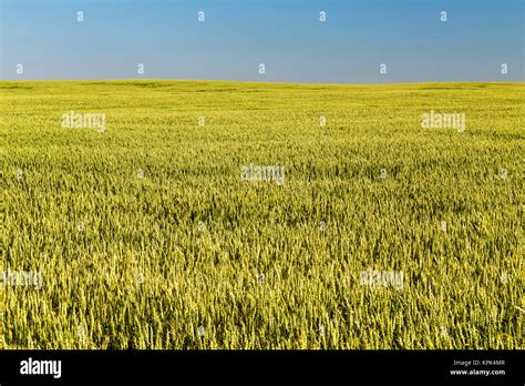 Wheat Field Prairies Alberta Hi Res Stock Photography And Images Alamy