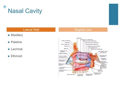 Nasal Cavity And Paranasal Sinuses Radiologic Anatomy Ppt