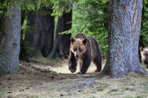 Aggredito A Zampate Da Un Orso Mentre Cerca Funghi Uomo Ferito In