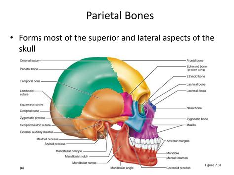 Ppt The Axial Skeleton Powerpoint Presentation Free Download Id