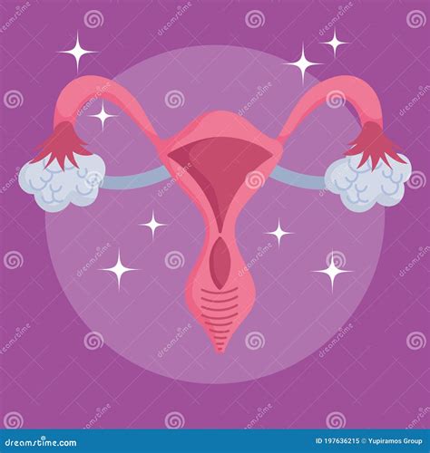 Female Human Reproductive System Medical Scheme Organ Stock Vector