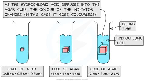 Cie A Level Biology Investigating Diffusion