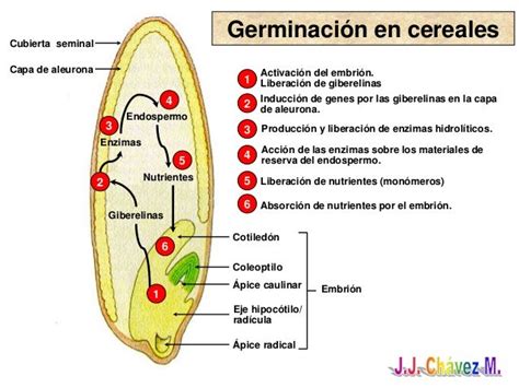 Agrotecnia 3 Propagacion Sexual