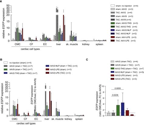 Aav Capsid Engineering Identified Two Novel Variants With Improved In