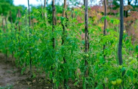 How Far Apart To Plant Tomatoes Why Is Spacing Important