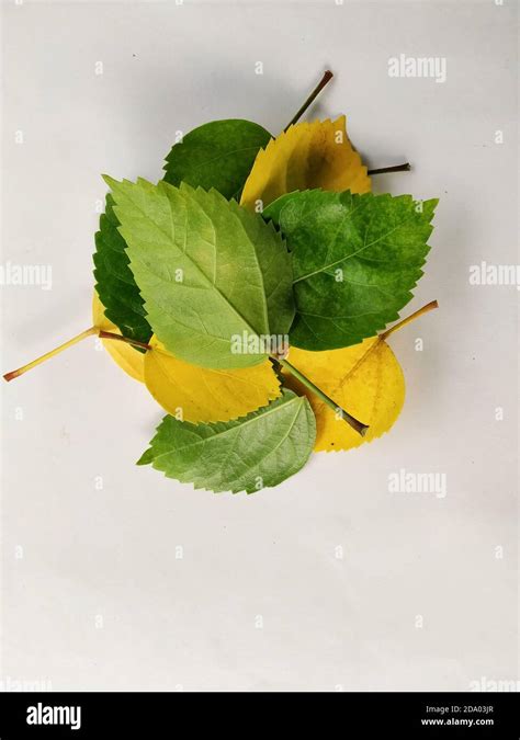 Yellow And Green Hibiscus Leaves In A White Background Scientific Name