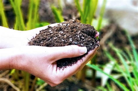 What is Organic Soil? | Kellogg Garden Products