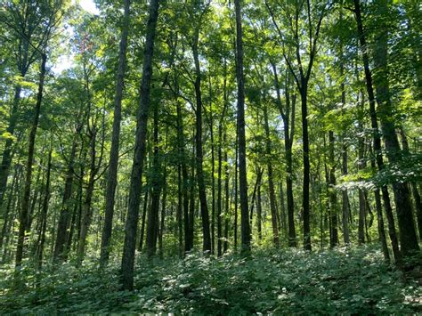 Cedars Of Lebanon State Park