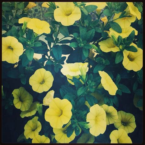 My yellow calibrachoa blooming