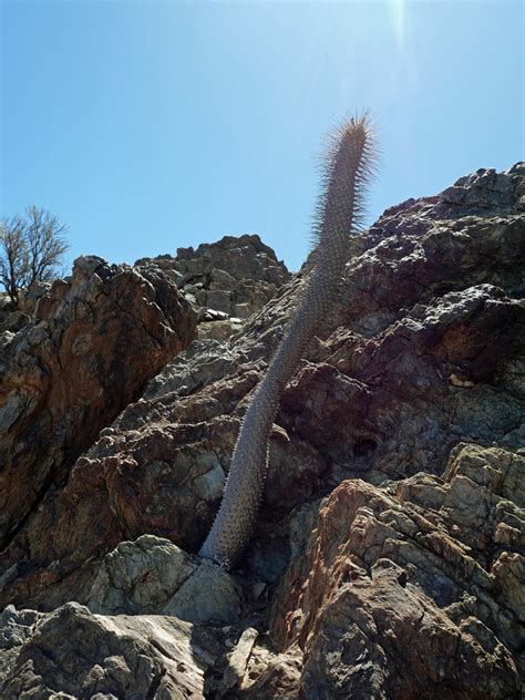 Pachypodium Namaquanum Richtersveld N P Afrique Du Su Flickr